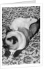 Cat and Rat Lying Together by Anonymous