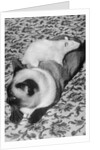 Cat and Rat Lying Together by Anonymous