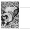 Cat and Rat Lying Together by Anonymous
