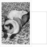 Cat and Rat Lying Together by Anonymous
