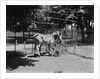 Zebras by Anonymous