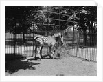Zebras by Anonymous