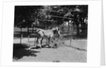 Zebras by Anonymous