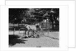 Zebras by Anonymous