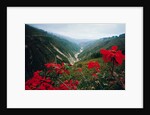 View of Flowers and Valley by Anonymous