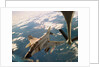 Air Force Jet Refueling While Flying by Anonymous