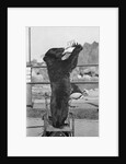 Bear Drinking from Bottle by Anonymous