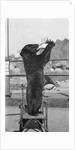 Bear Drinking from Bottle by Anonymous