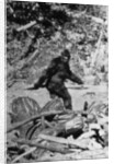 Alleged Photo of Bigfoot by Anonymous