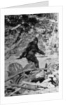Alleged Photo of Bigfoot by Anonymous