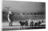 Man Standing with Eskimo Dogs by Anonymous