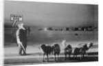 Man Standing with Eskimo Dogs by Anonymous