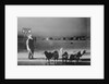 Man Standing with Eskimo Dogs by Anonymous