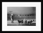 Man Standing with Eskimo Dogs by Anonymous