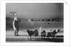 Man Standing with Eskimo Dogs by Anonymous