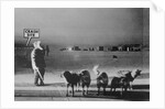 Man Standing with Eskimo Dogs by Anonymous