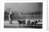 Man Standing with Eskimo Dogs by Anonymous