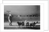 Man Standing with Eskimo Dogs by Anonymous