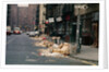 Piles of Garbage Lying on the Street Curb by Anonymous
