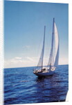 The Gypsy Moth IV by Anonymous