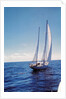 The Gypsy Moth IV by Anonymous