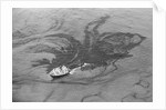Aerial View of Boat Spilling Oil into Ocean by Anonymous