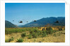 View of Helicopters Landing by Anonymous