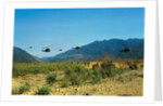 View of Helicopters Landing by Anonymous