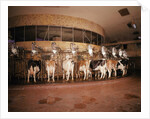 Milking Machine by Anonymous