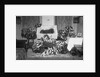 Funeral for Pet Bulldog by Anonymous
