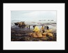 Workmen Dragging Hay Along the Beaches by Anonymous