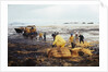 Workmen Dragging Hay Along the Beaches by Anonymous