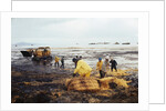 Workmen Dragging Hay Along the Beaches by Anonymous