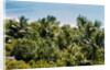 Overview of Lush Trees and Foliage by Anonymous
