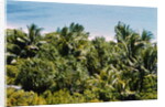 Overview of Lush Trees and Foliage by Anonymous