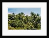Overview of Lush Trees and Foliage by Anonymous