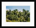 Overview of Lush Trees and Foliage by Anonymous