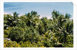 Overview of Lush Trees and Foliage by Anonymous
