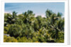 Overview of Lush Trees and Foliage by Anonymous