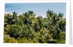 Overview of Lush Trees and Foliage by Anonymous