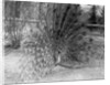 Peacock Flaring Tail Feathers by Anonymous