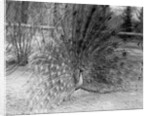 Peacock Flaring Tail Feathers by Anonymous