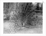 Peacock Flaring Tail Feathers by Anonymous