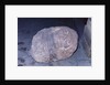 Aztec Artifact Found During Excavation by Anonymous