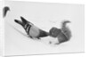 Pigeon Taking Nut from Squirrel on Snowy Day by Anonymous