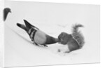 Pigeon Taking Nut from Squirrel on Snowy Day by Anonymous