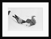 Pigeon Taking Nut from Squirrel on Snowy Day by Anonymous