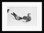 Pigeon Taking Nut from Squirrel on Snowy Day by Anonymous