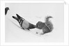 Pigeon Taking Nut from Squirrel on Snowy Day by Anonymous