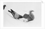 Pigeon Taking Nut from Squirrel on Snowy Day by Anonymous